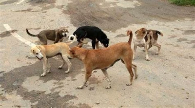 People For Animals chandigarh, Chandigarh